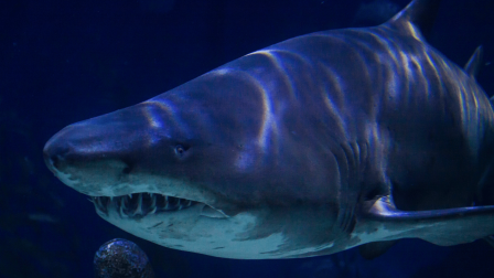 A gigantikus megalodon cápák nagyobbra nőttek a hűvösebb vizekben