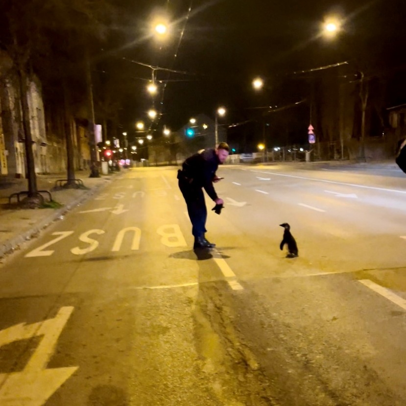 „Jégre tették” a szökevényt a budapesti zsaruk