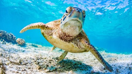 Akkora zaj van a tengerekben, hogy megsüketülnek a teknősök