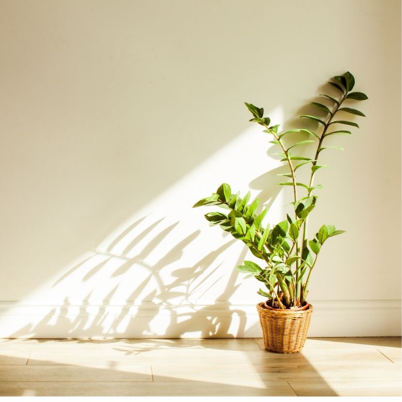 Javíthatják a beltéri levegő minőségét a szobanövények