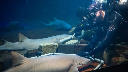 Merüléses cápa-látványetetés a budapesti állatkertben