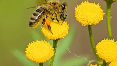 Irodalmi -és alkotópályázat a méhbarát kertekről