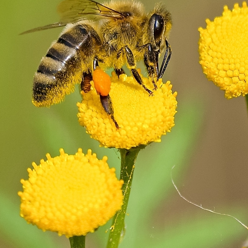 Irodalmi -és alkotópályázat a méhbarát kertekről