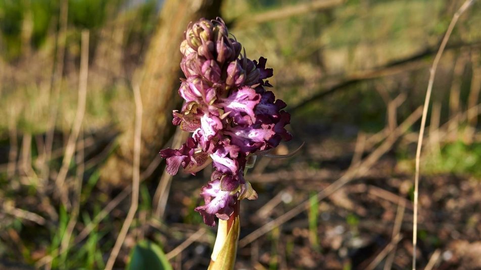 A klímaváltozás hírnöke az Egyesült Királyságban felbukkant orchidea
