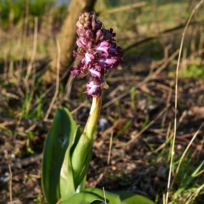 A klímaváltozás hírnöke az Egyesült Királyságban felbukkant orchidea