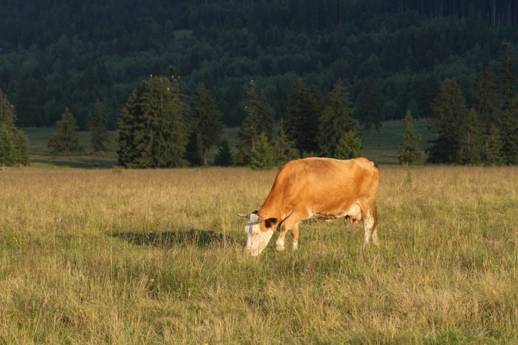 tehén legel
állattartás