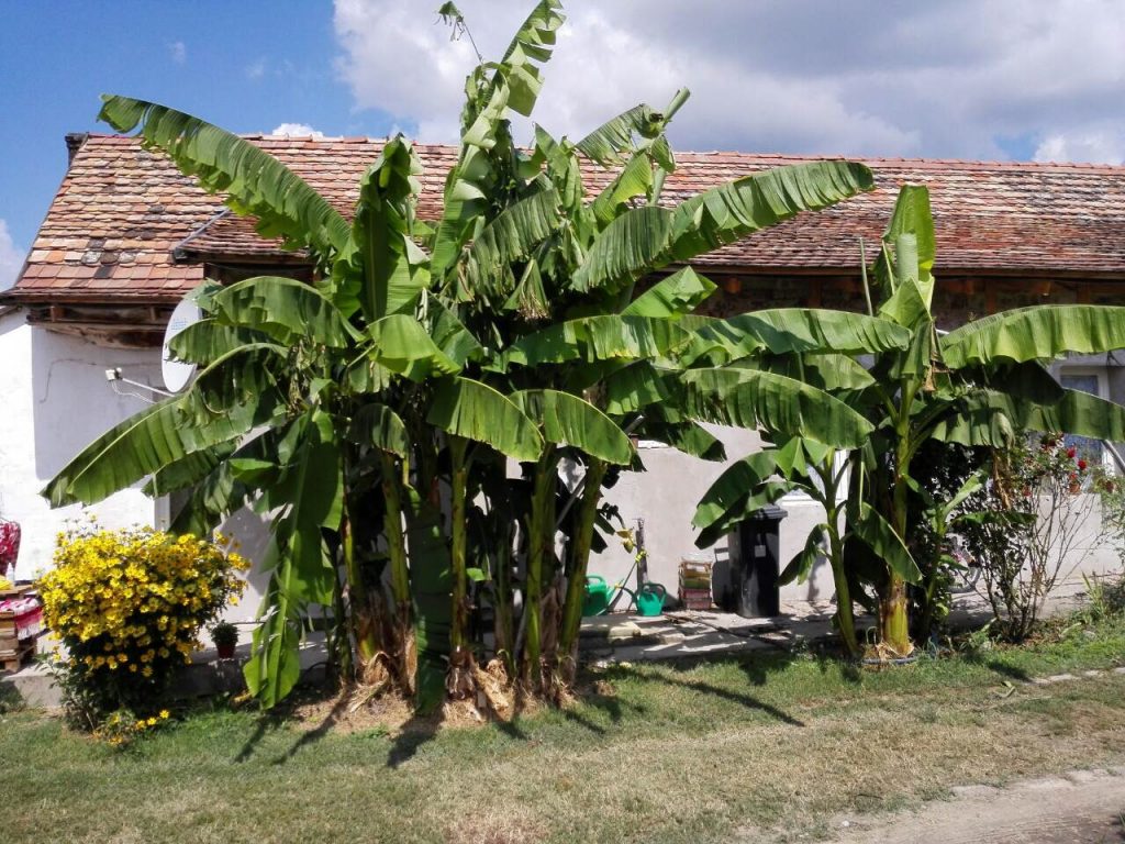 banánfa a kertben