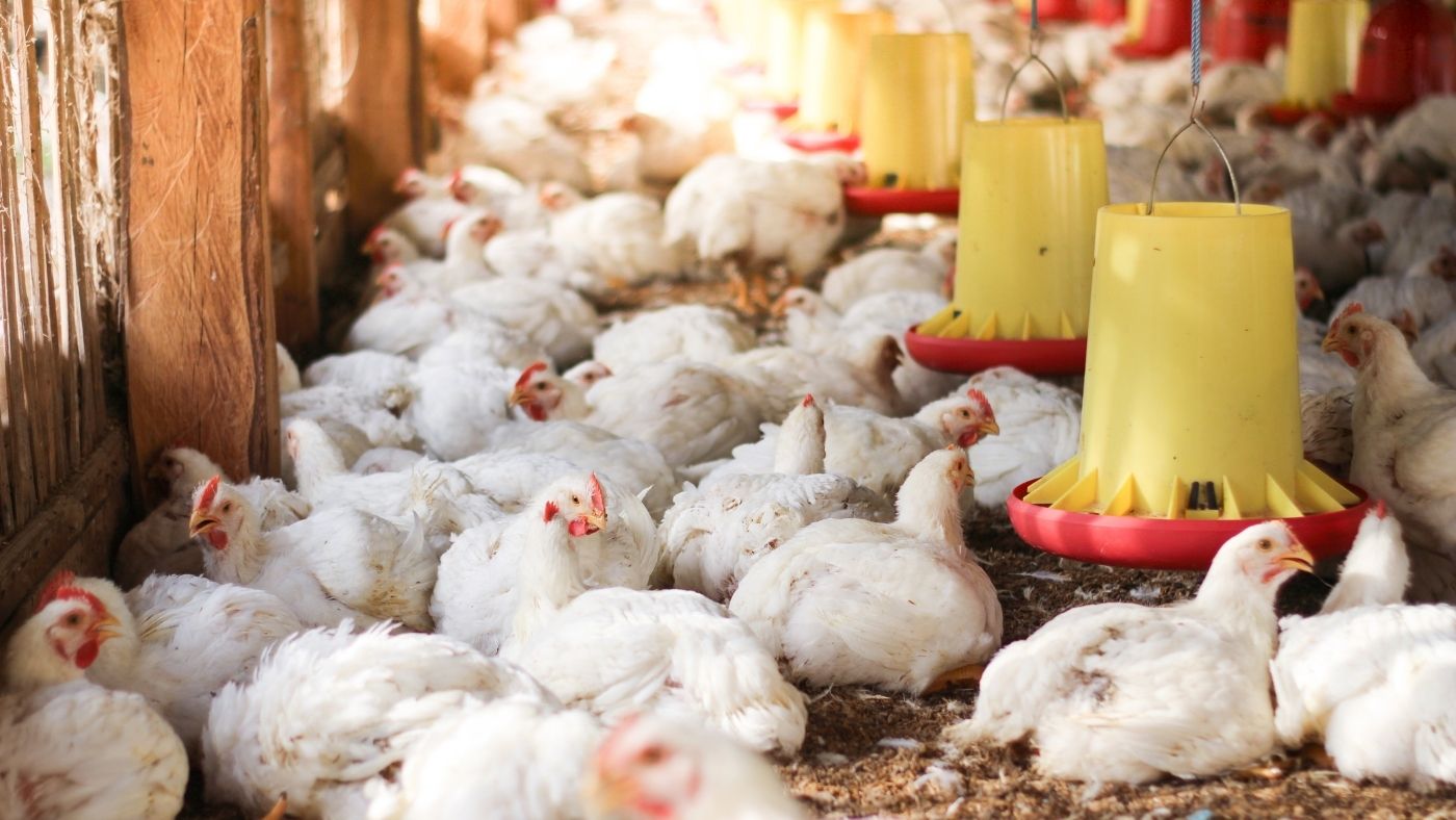 Mitől lesz a csirke tanyasi, és milyen árakkal kell majd számolnunk?