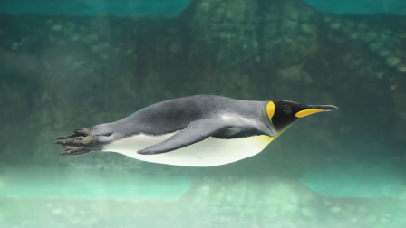 Veszélyben vannak a császárpingvinek az éghajlati válság miatt