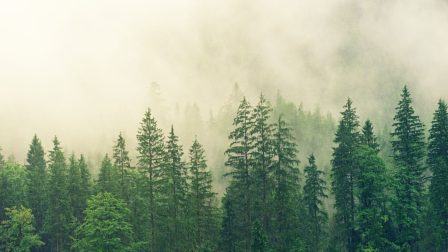 Rekordmennyiségben vágtak ki fákat tavaly Németországban