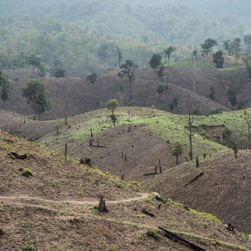 Ígéretek ide vagy oda: tovább pusztítjuk az esőerdőt