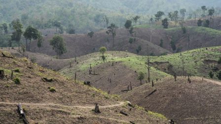 Ígéretek ide vagy oda: tovább pusztítjuk az esőerdőt