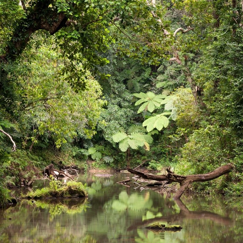 Veszélyben az Amazonas hatalmas mocsarai