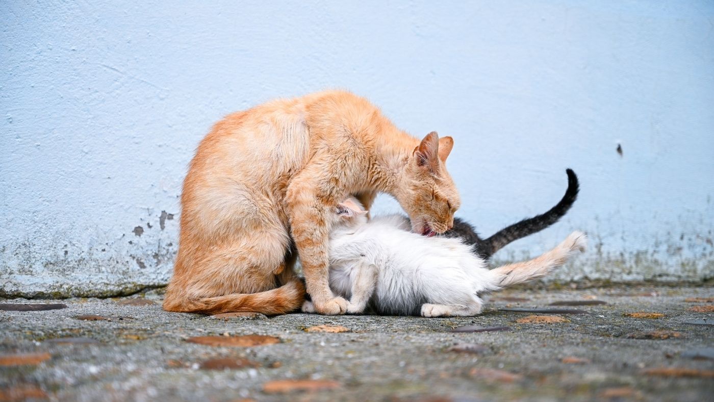És megszületnek az első tavaszi macskakölykök… – Miért fontos az ivartalanítás?