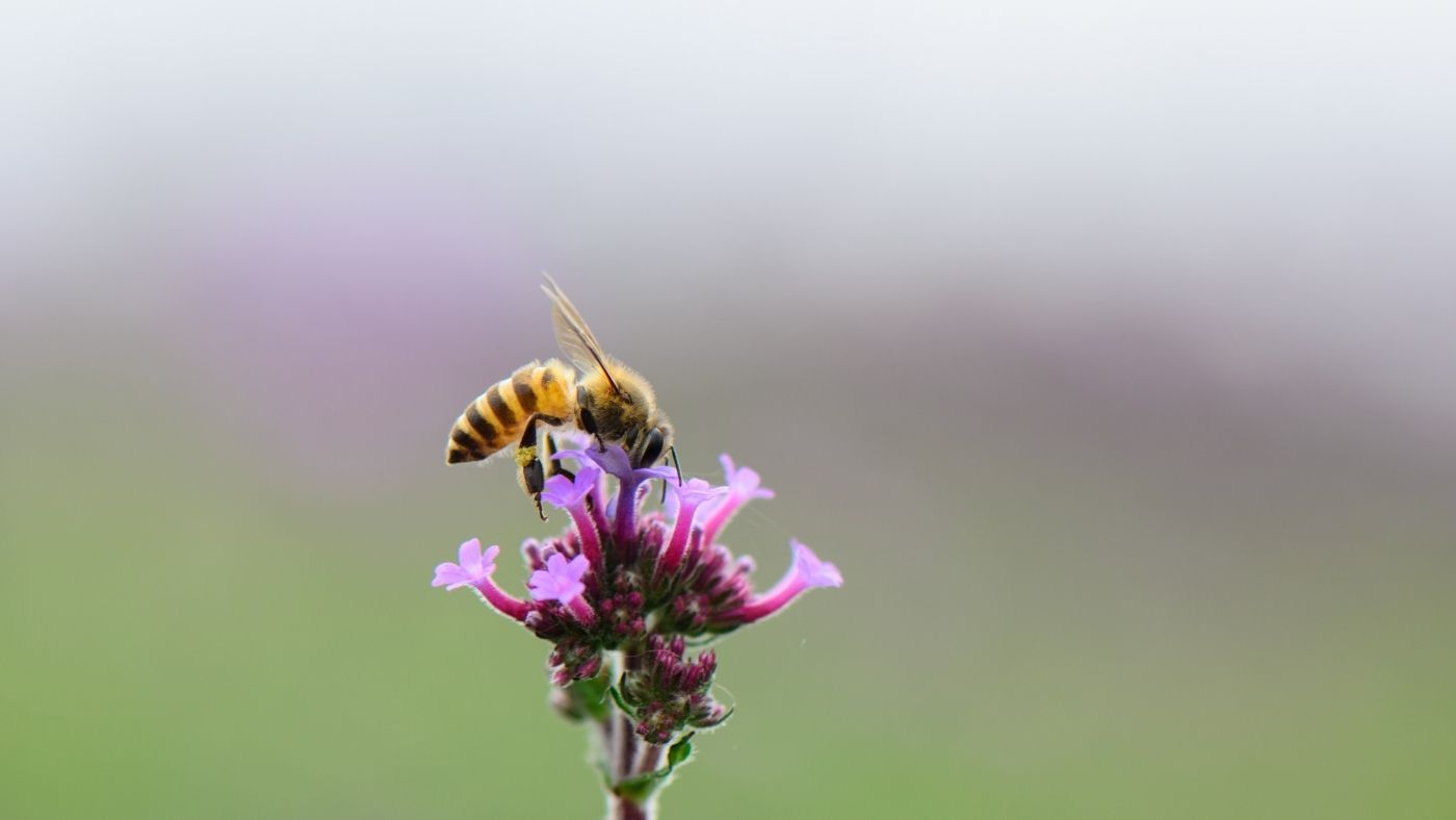 Április 30-a a méhek napja – Indul az igazi zsongás!