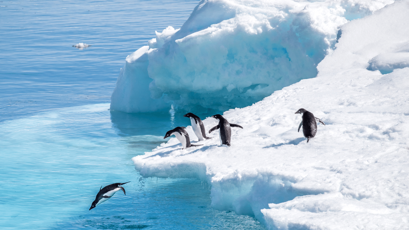 Ahol a jég még tartós, ott a pingvinek is boldogan élnek!