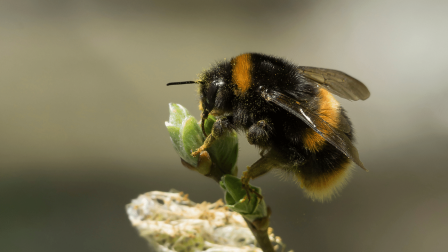 Az éghajlati válság a kisebb testű méhek számának növekedéséhez vezethet