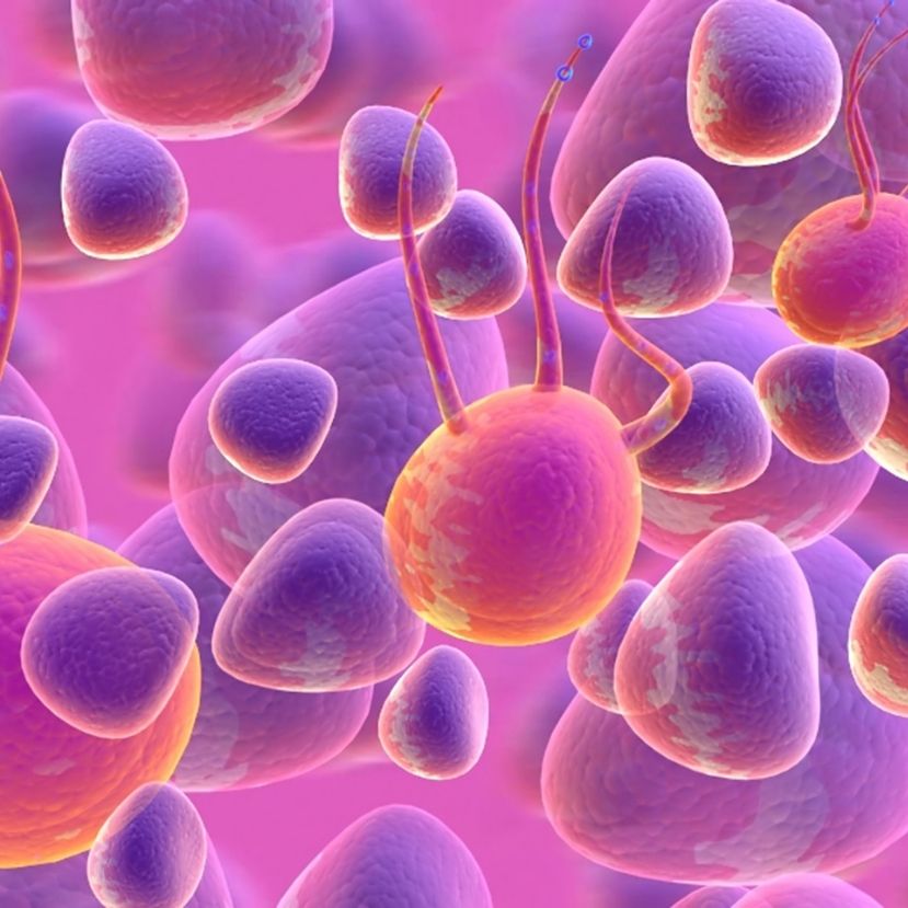 Melyik a legnagyobb sejt az élővilágban?