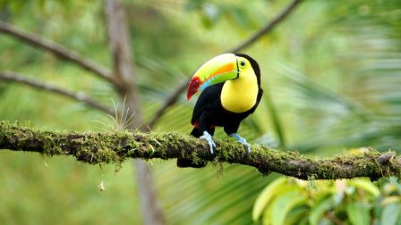 Drasztikusan csökken a panamai esőerdő madárállománya