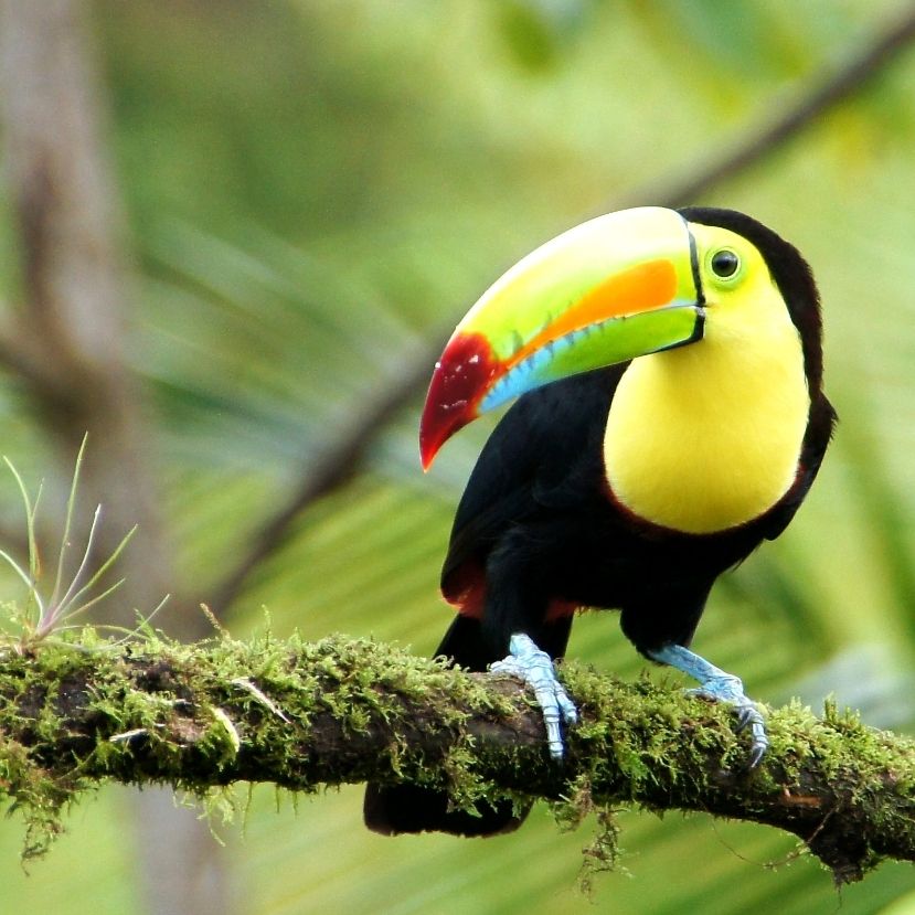 Drasztikusan csökken a panamai esőerdő madárállománya