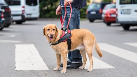 Fegyelem és alázat – Vakvezető kutyákról szakszerűen