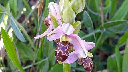 Virágzó védett orchideákat találtak Budán