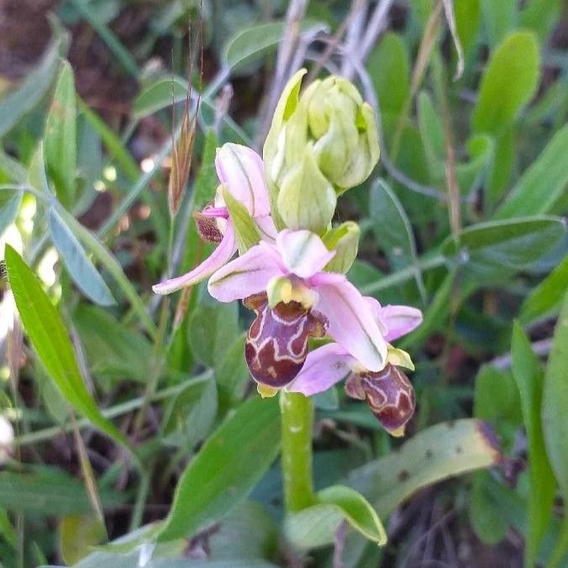Virágzó védett orchideákat találtak Budán