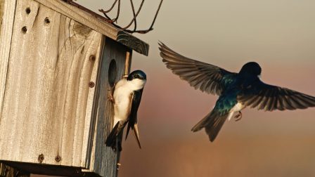 Tree swallow flight and competition for nest box in early spring