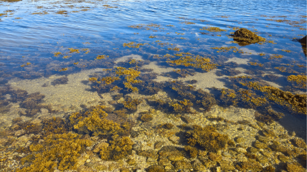 Az évmilliók során bekövetkezett klímaváltozásról mesélnek az algák