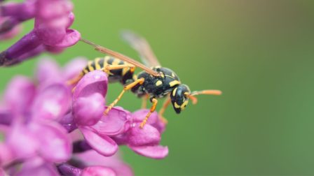 A méh jó, a darázs rossz? – Praktikák darázs- és méhcsípés kezelésére