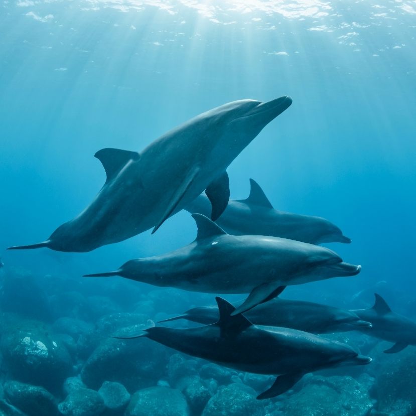 Egészen furcsa módon is képesek azonosítani egymást a delfinek