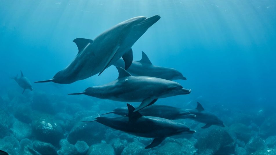 Egészen furcsa módon is képesek azonosítani egymást a delfinek