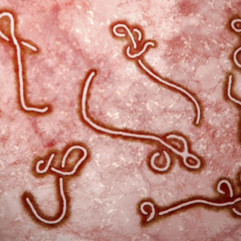 Az ebolával rokon vírus bukkant fel Magyarországon