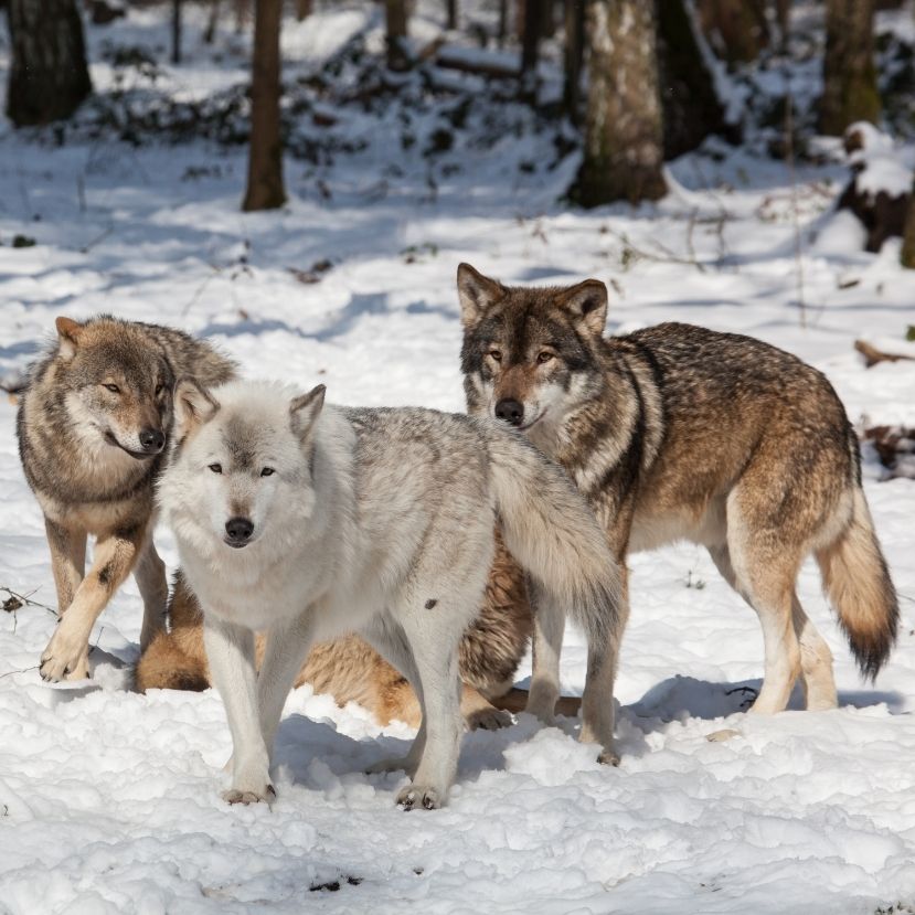 Felére csökkentenék a farkasok számát Svédországban?