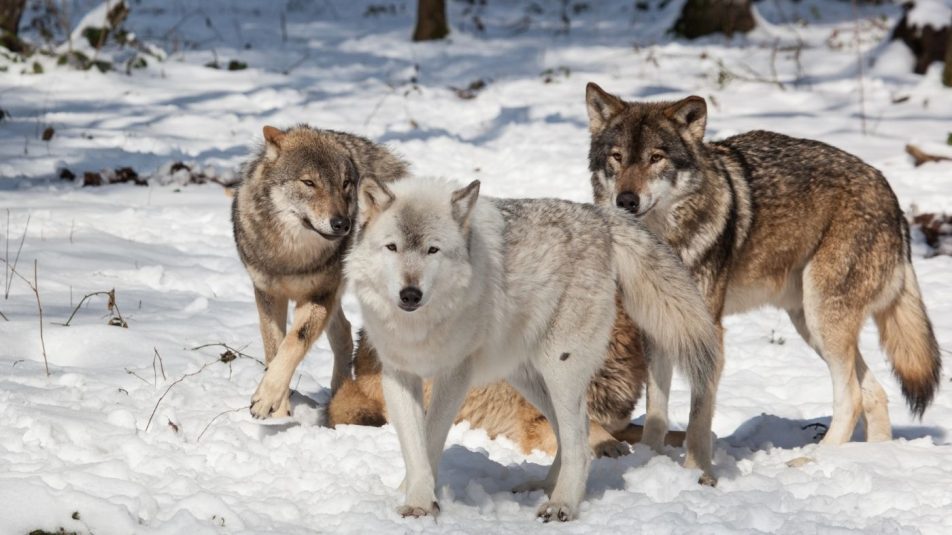 Felére csökkentenék a farkasok számát Svédországban?