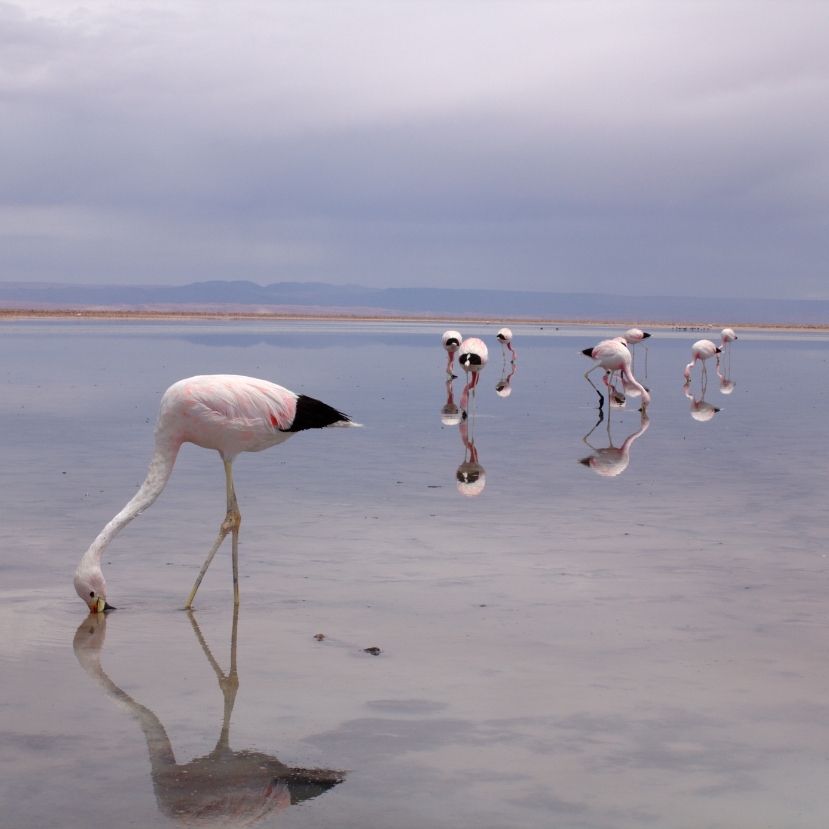 Tölthető eszközeink ássák a flamingók sírját?
