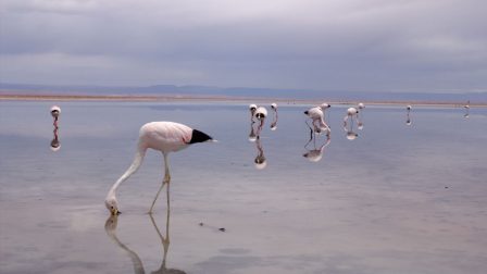 flamingók
