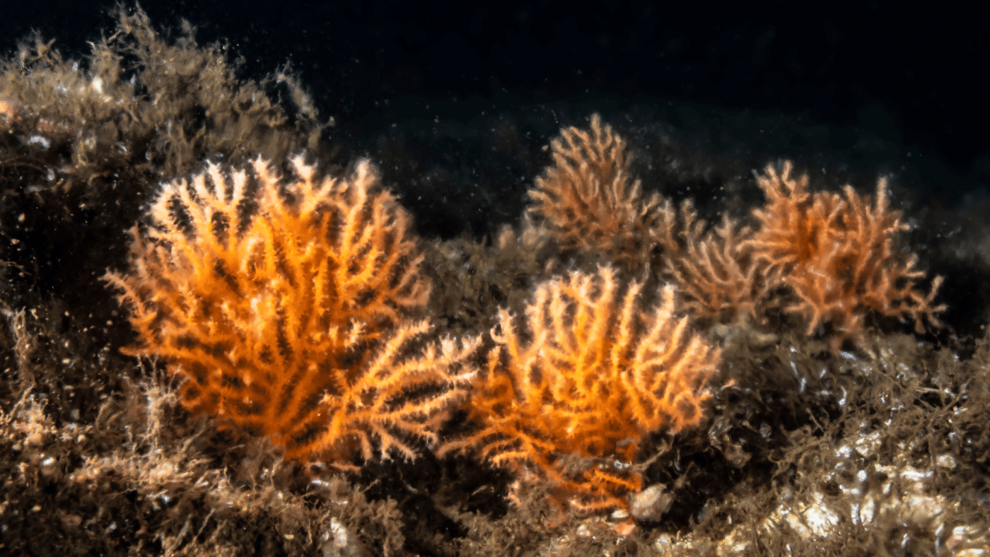 A brit korallok az előrejelzések szerint ellenállnak az éghajlatváltozásnak