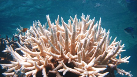 A korall-alga szimbiózisról szóló felfedezés segíthet a korallzátonyok helyreállításában