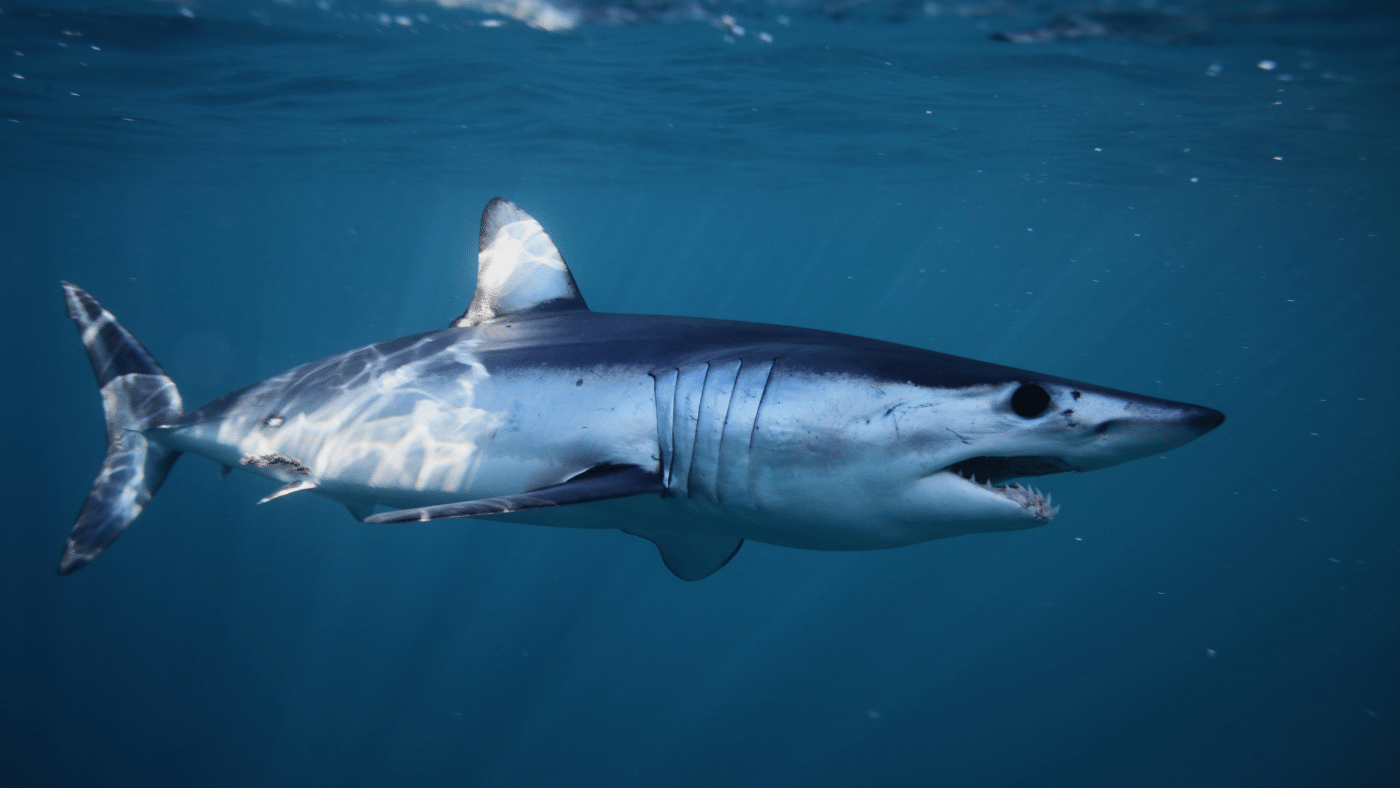 Állkapocs-DNS és fejlett érzékelők segítségével sietnek a cápák megmentésére
