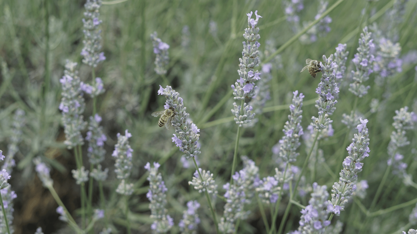 Biogazdálkodás vagy virágágyások – melyik a jobb a méheknek?