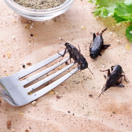 Mivel csökkentsük a húsfogyasztás környezeti lábnyomát: jöhetnek a rovarok? – Holnapután