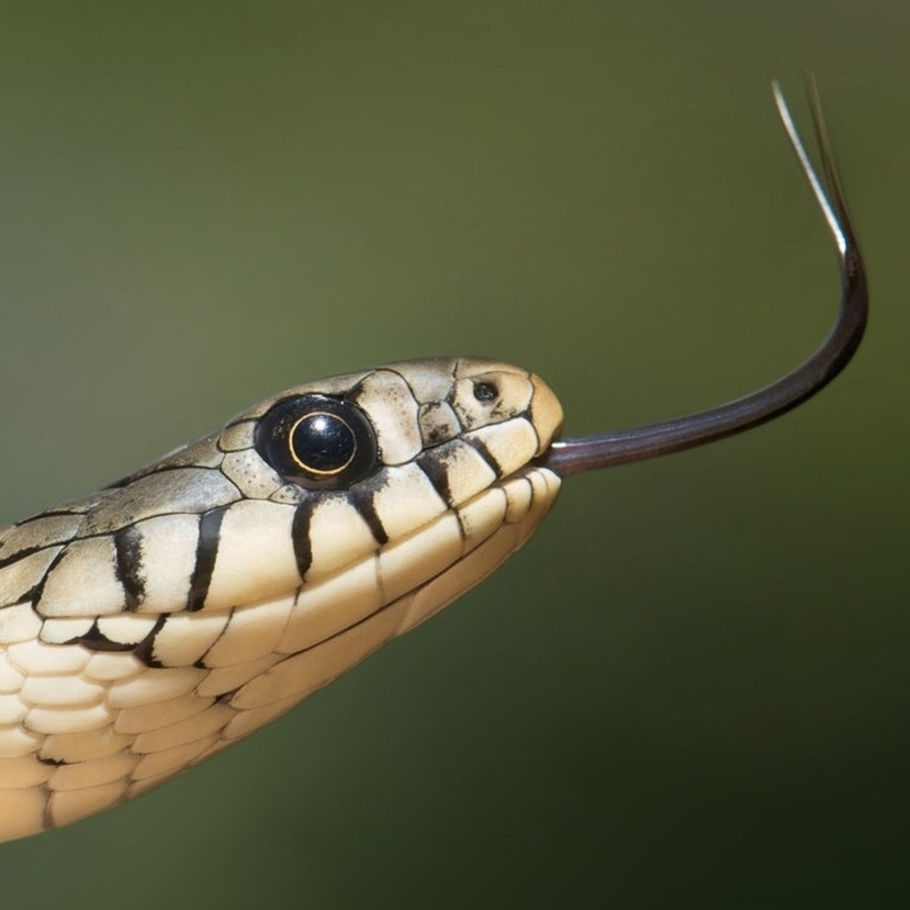 Kígyók mérgéből készülő gél segítheti a természetes véralvadási folyamatot
