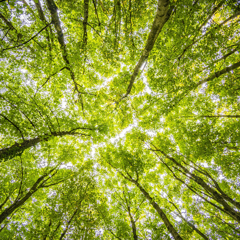 Az erdők segíthetnek a műanyagszennyezés csökkentésében és hozzájárulhatnak a körforgásos gazdasághoz – állítja az UNECE/FAO