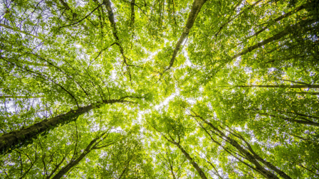 Az erdők segíthetnek a műanyagszennyezés csökkentésében és hozzájárulhatnak a körforgásos gazdasághoz - állítja az UNECE/FAO