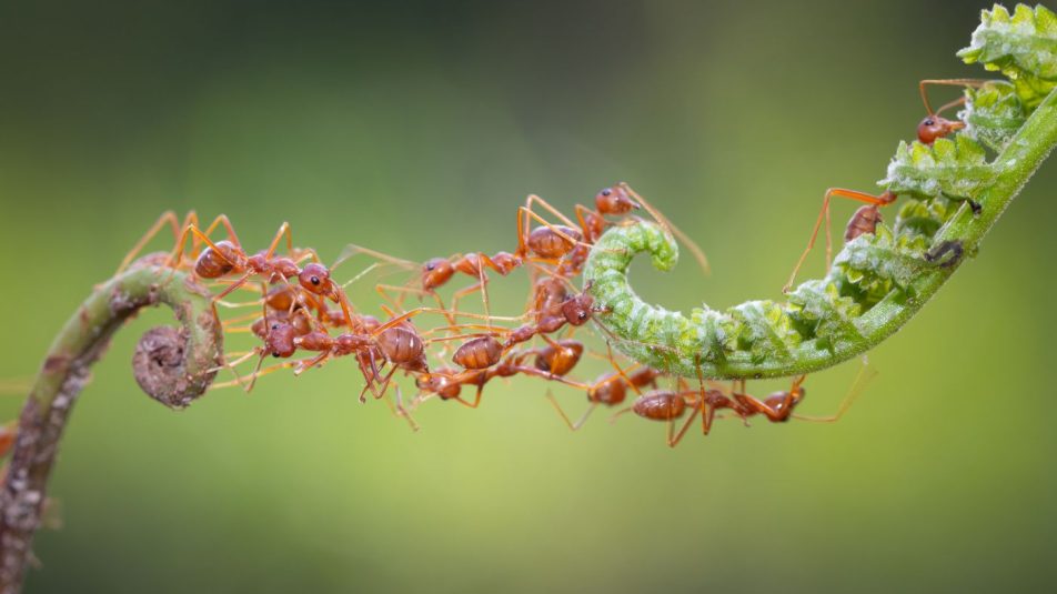 Fenntartható házikedvencek: a hangyák – interjú Bakos Ádám hangyatenyésztővel