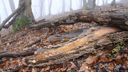 Ha az erdőben hagyjuk, a holtfa megtelik élettel