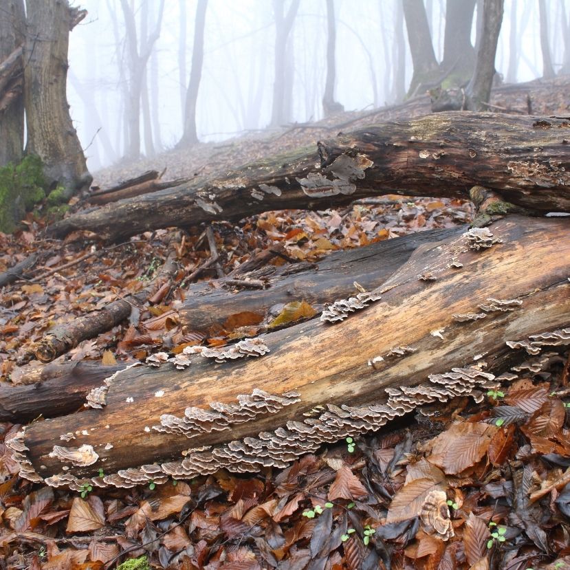 Ha az erdőben hagyjuk, a holtfa megtelik élettel