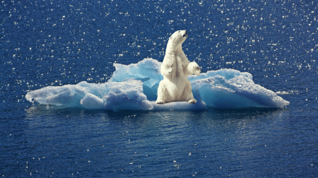 A jegesmedvék túlélése a tengeri jég hiánya ellenére reményt ad a faj számára