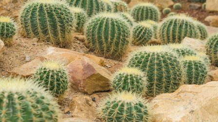 Segítsd a kutatók munkáját, ha kaktuszba botlasz!